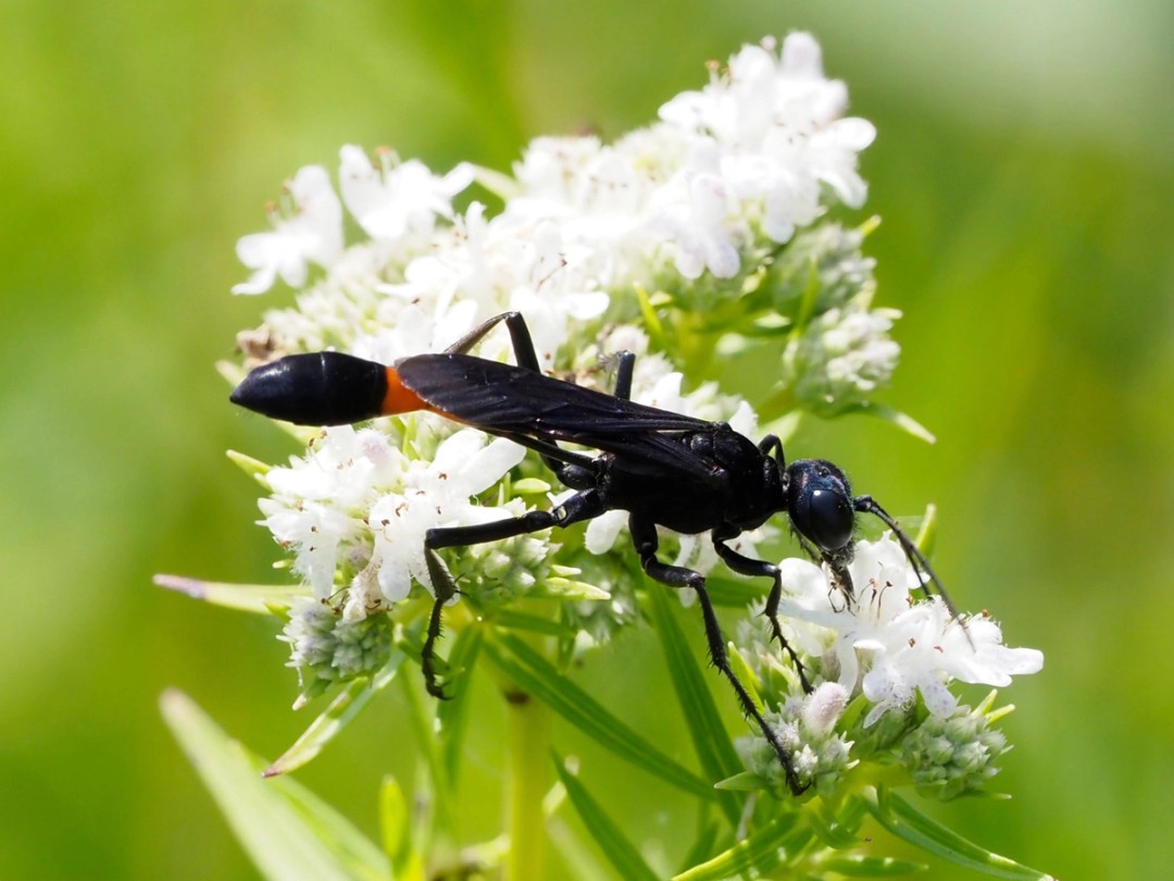 Black Thread-waisted wasp