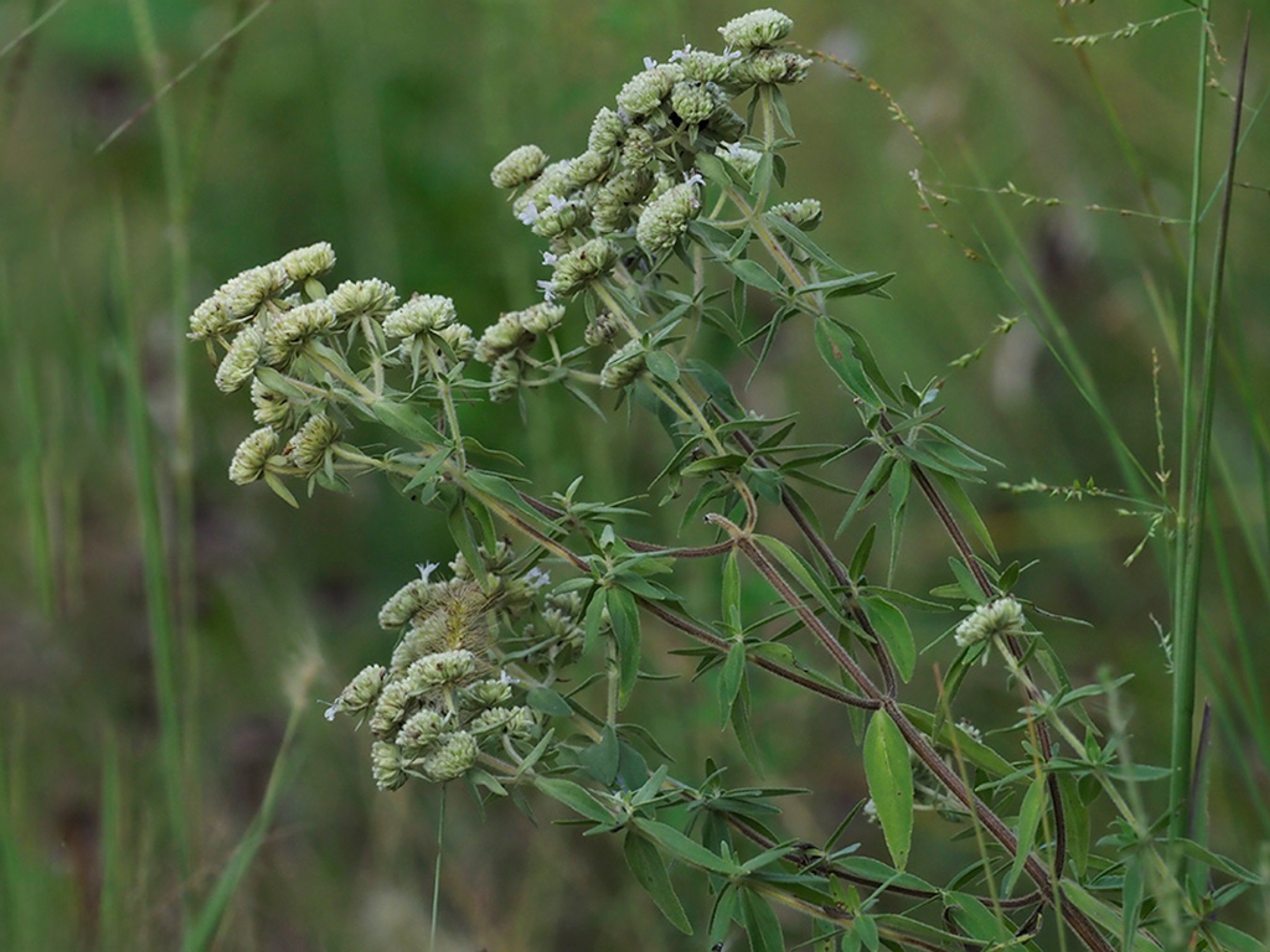 Pycnanthemum pilosum