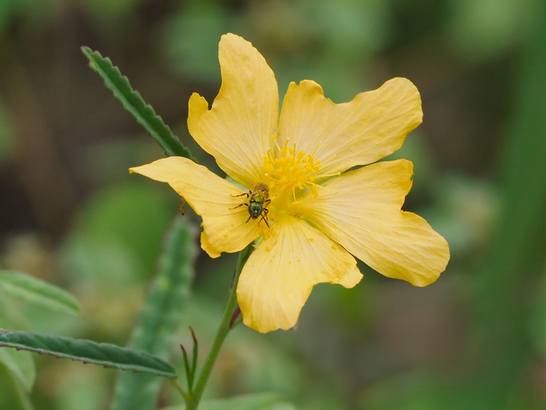 Agapostemon virescens