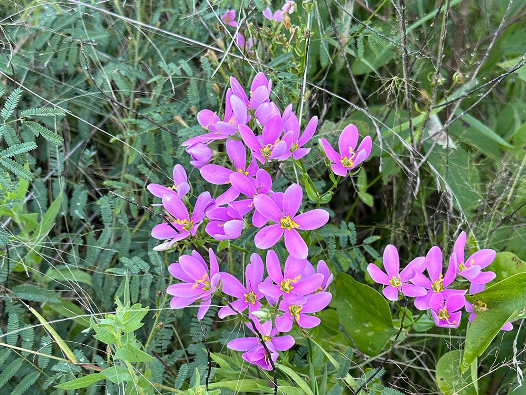 with Mimosa quadrivalvis