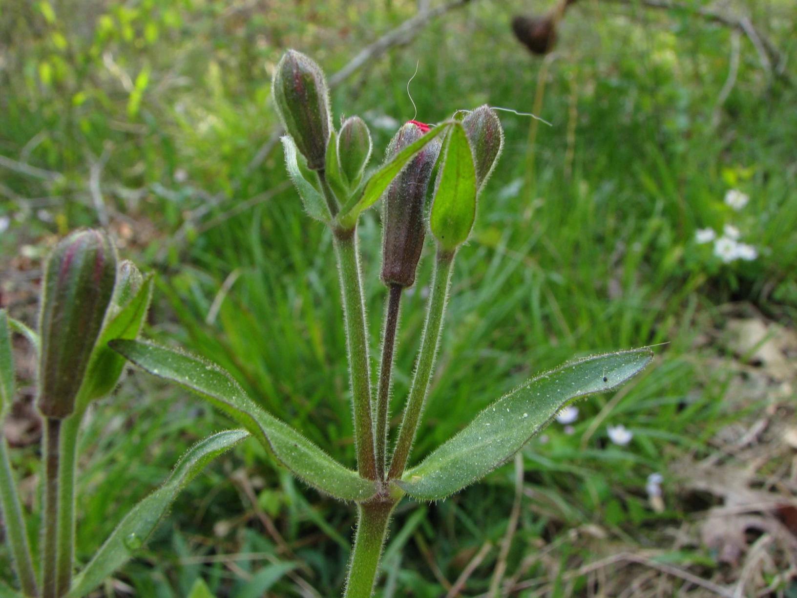 Buds and stem leaves