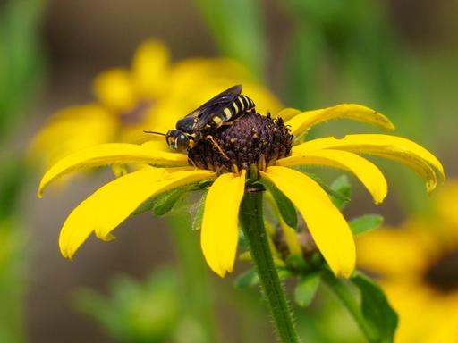 Genus Bicyrtes wasp