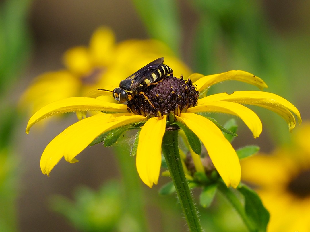 Genus Bicyrtes wasp