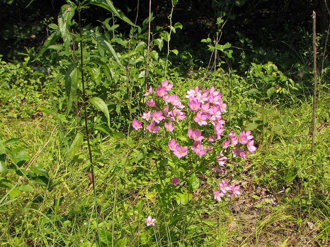 With Eupatorium serotinum