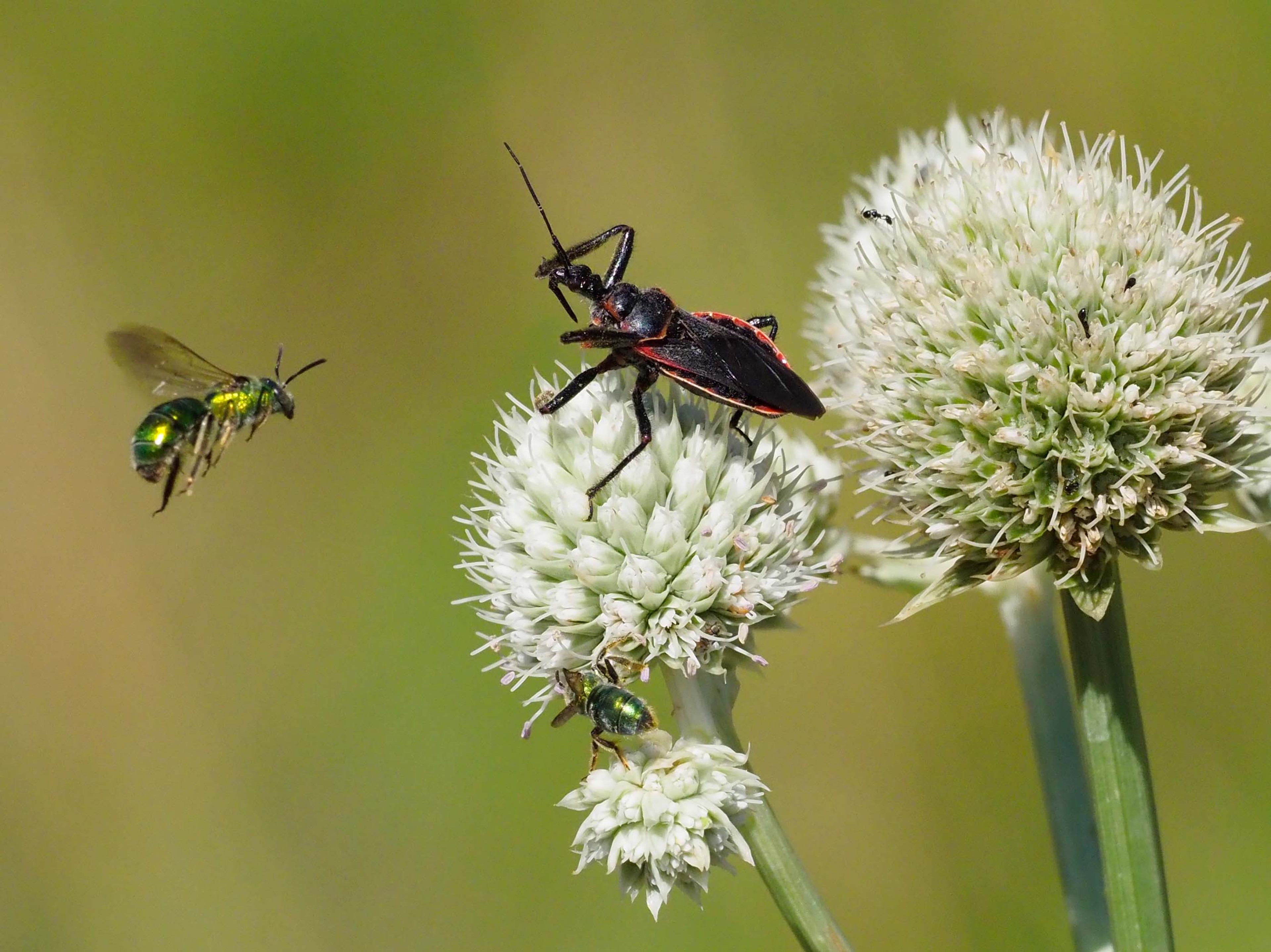 Assassin bug and Metallic green sweat bees 