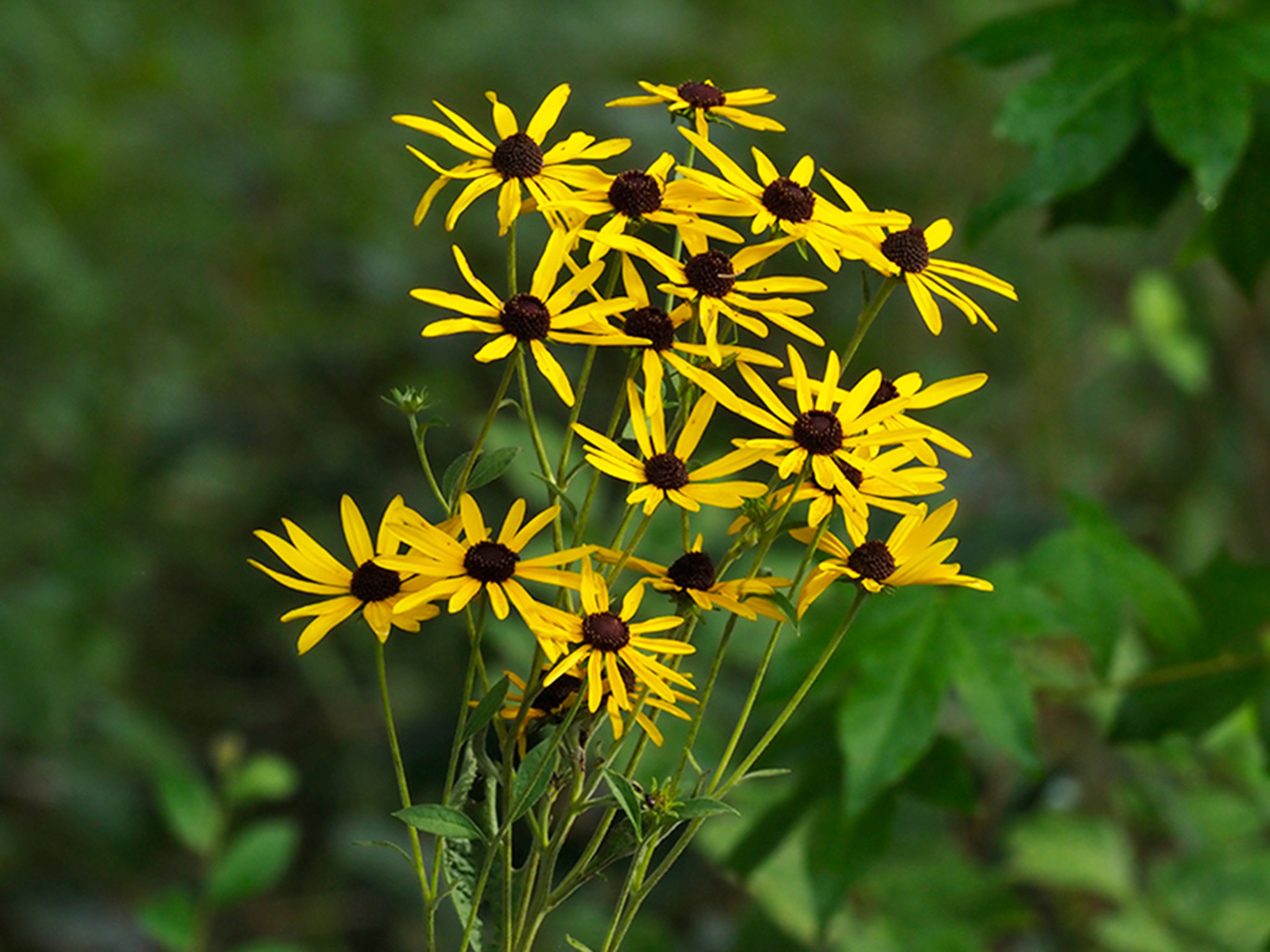 Rudbeckia subtomentosa