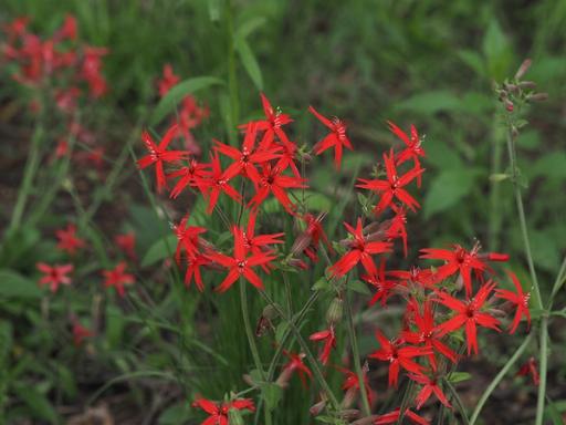 Flowers in many stages