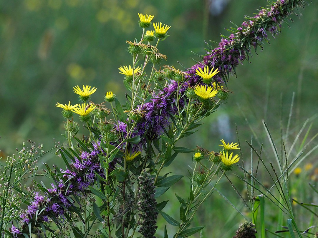 Liatris pycnostachya, Grindelia lanceolata