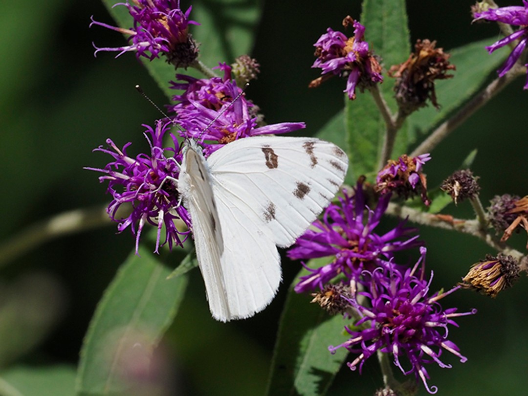 Checkered White