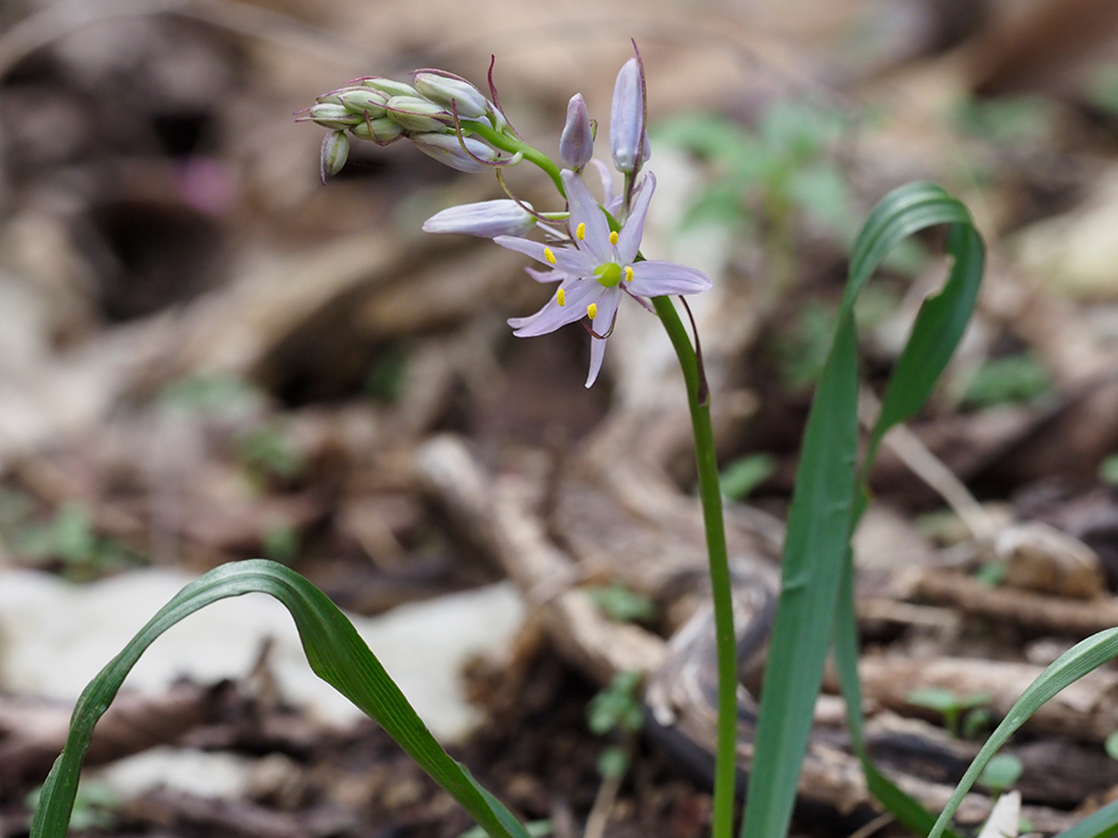 Wild hyacinth in rocky glade habitat