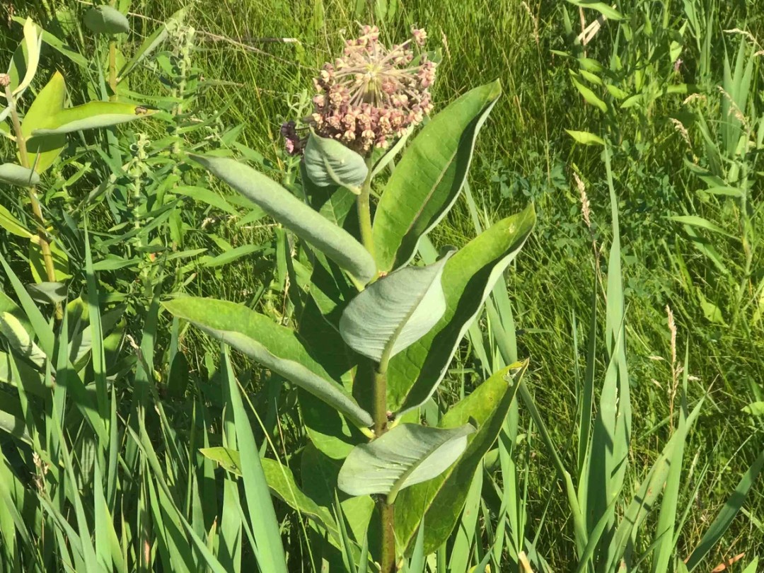 Alternate leaves