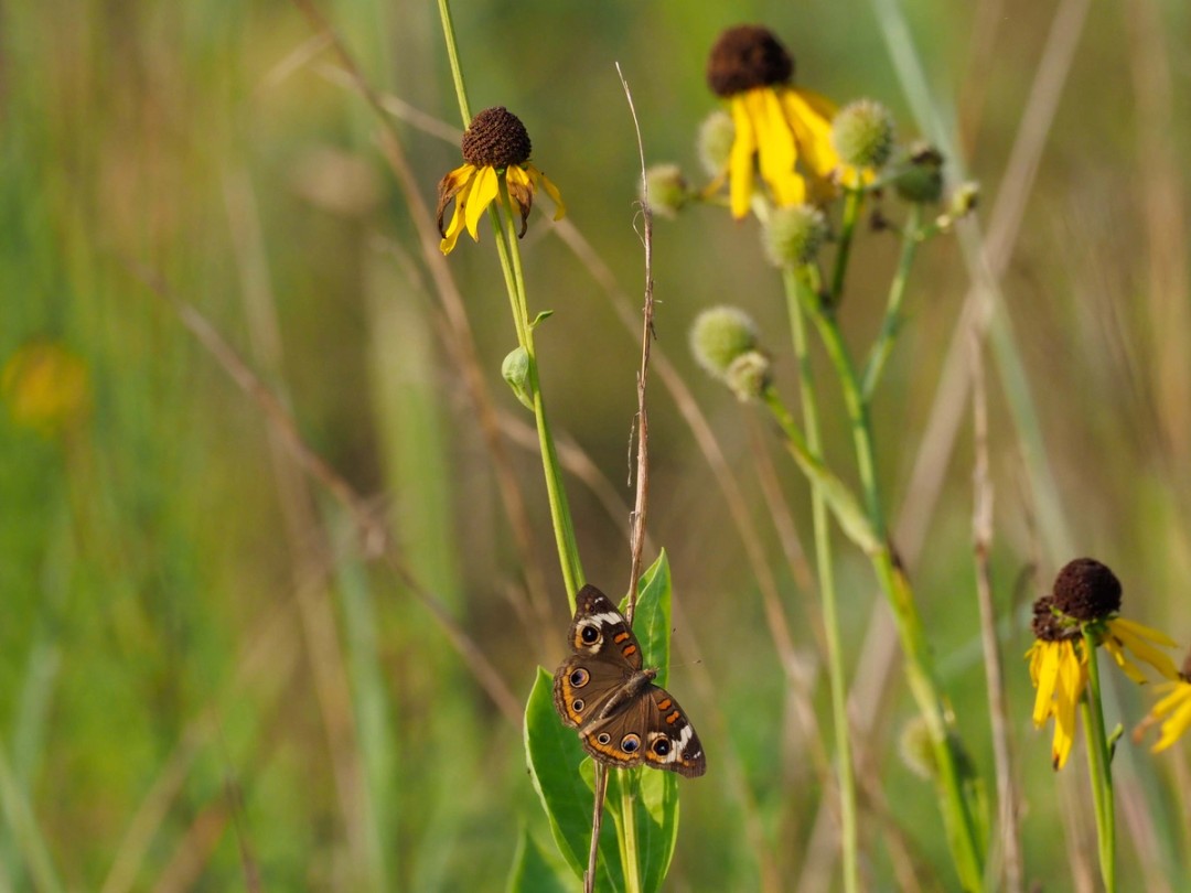 Common Buckeye