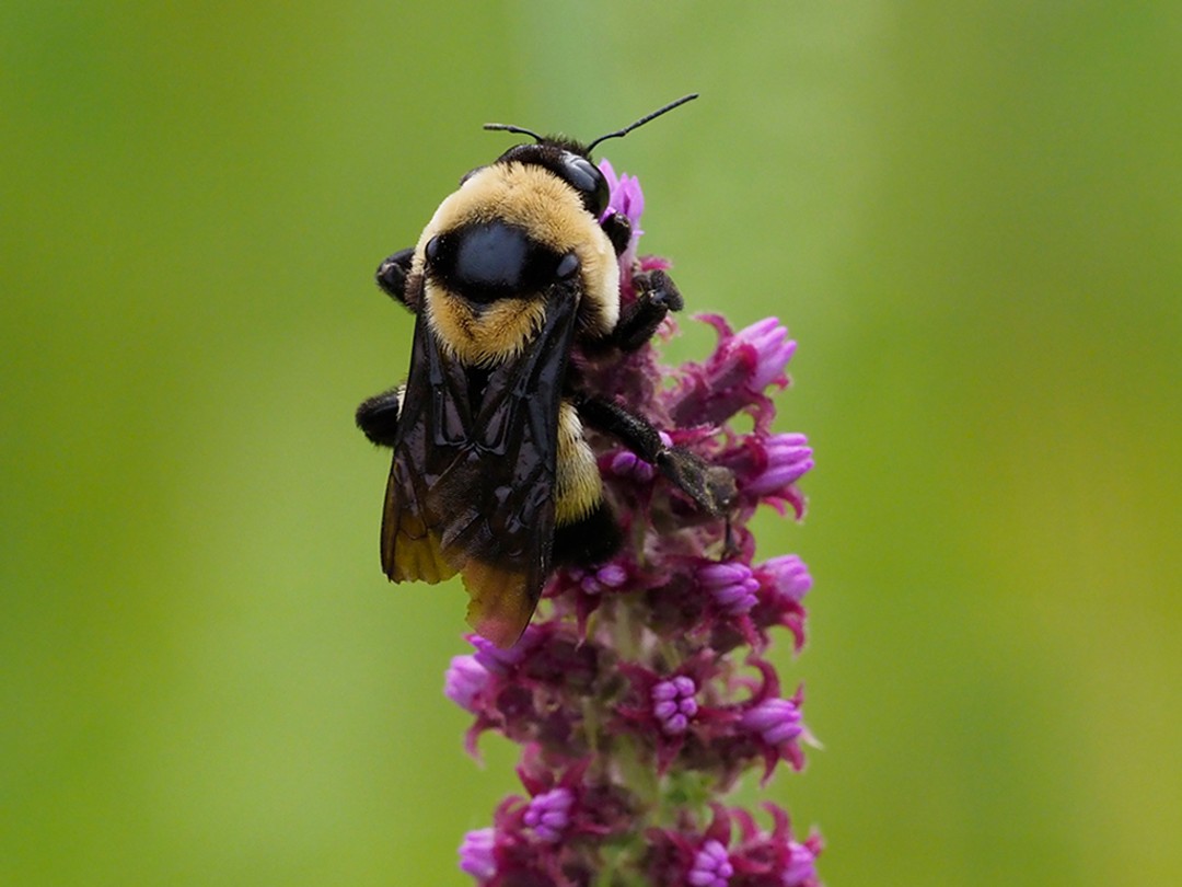 Southern Plains Bumble Bee