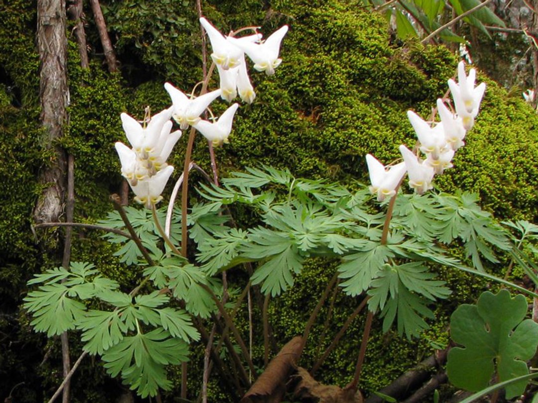 White flowers of Dutchman's breeches