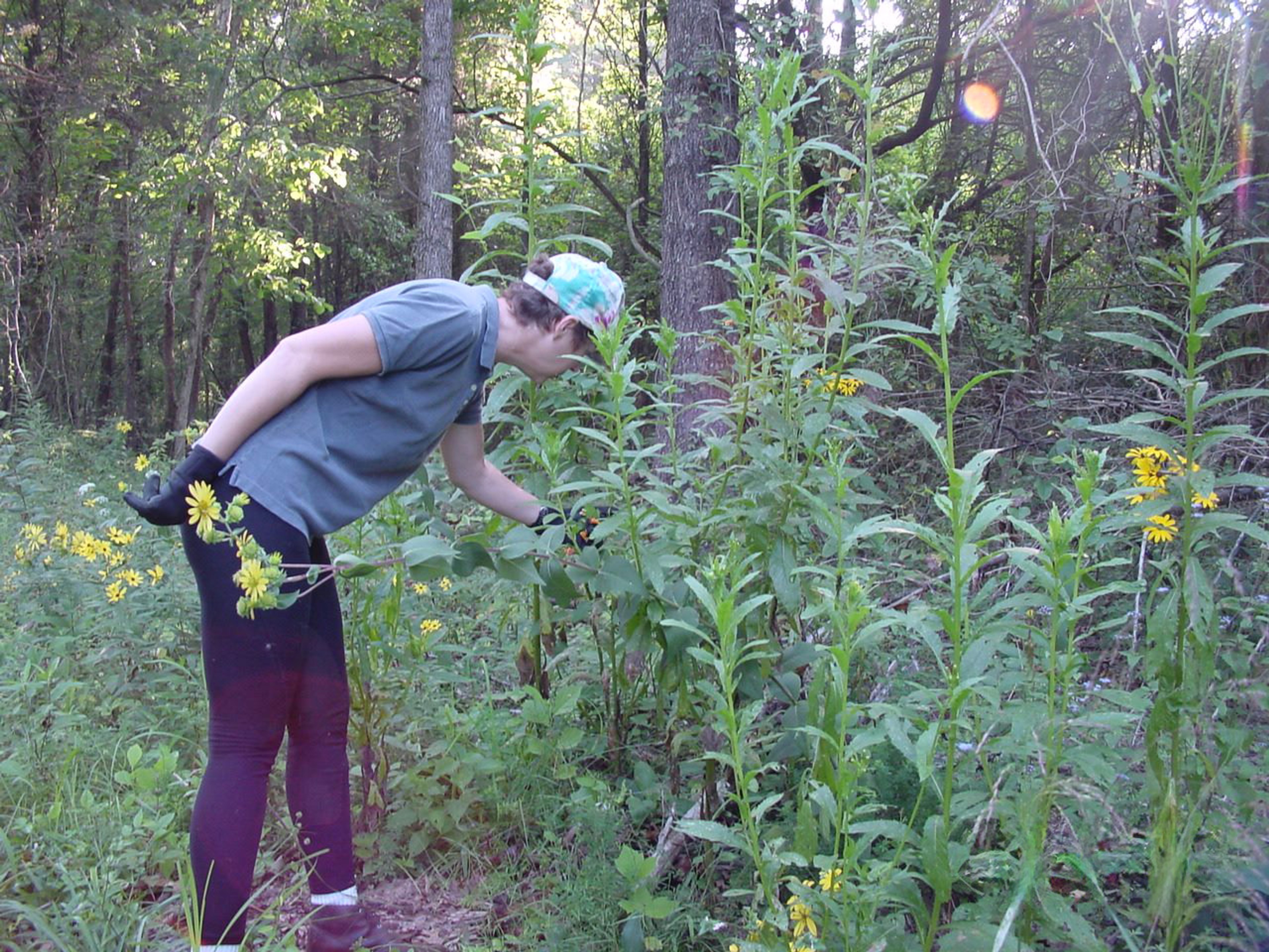 Learning the native wildflowers of Ozarkedge