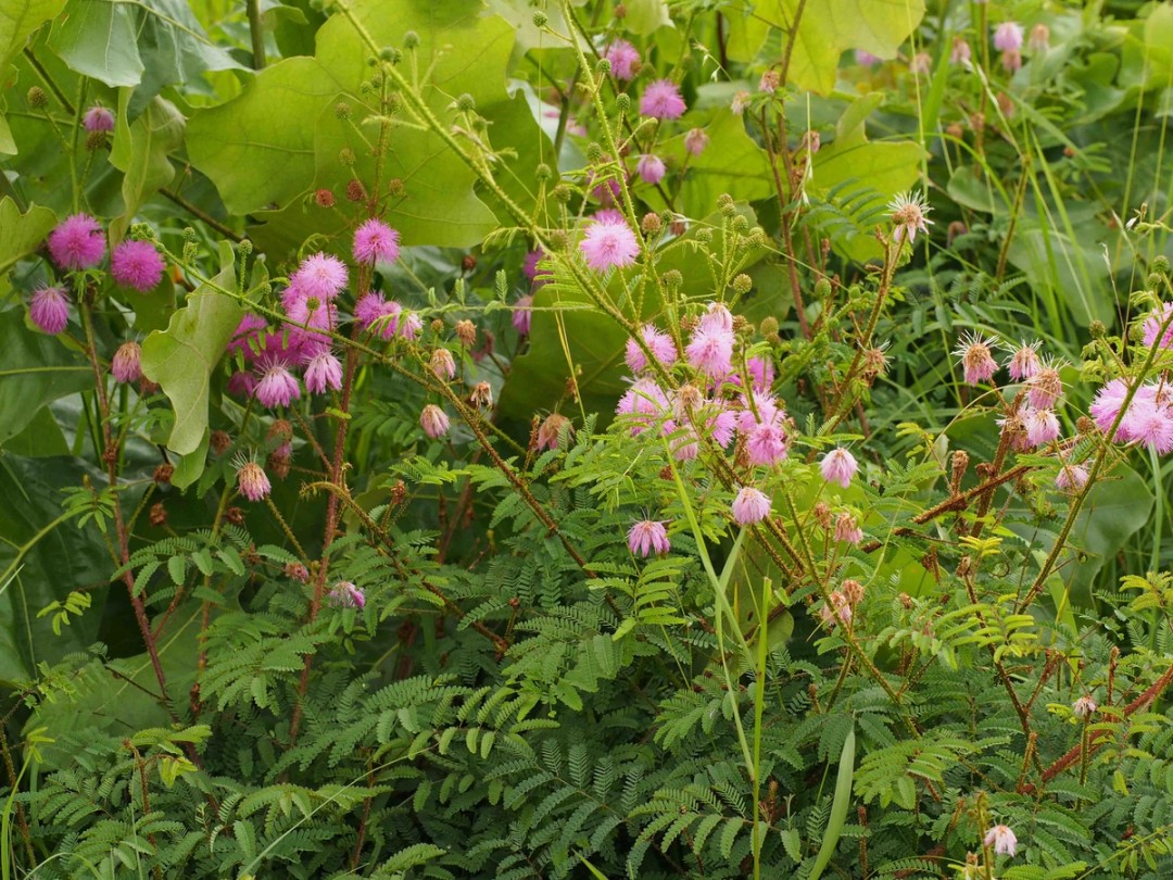 Flowers in many shades of pink