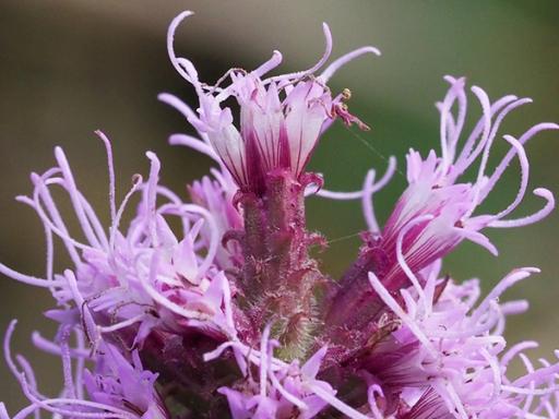 Bracts surrounding flowers