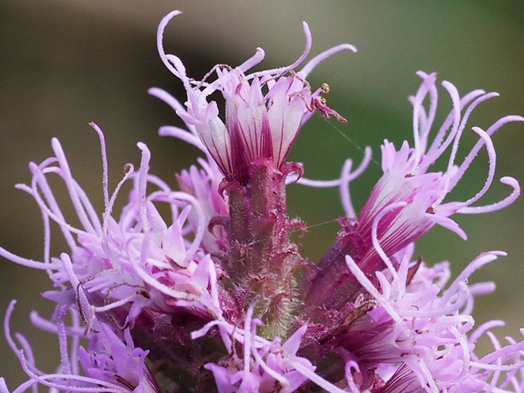 Bracts surrounding flowers