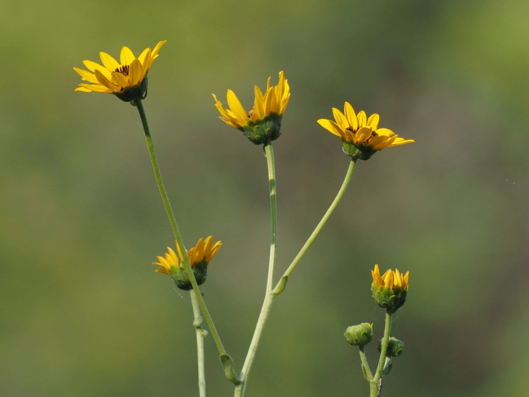 Flowers at top of plant