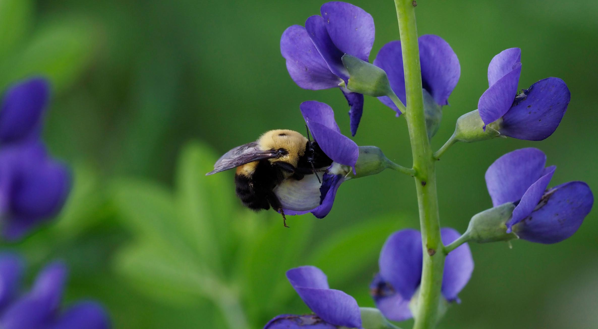 Blue false Indigo with Bumble bee