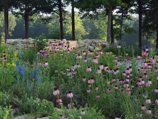 Carolina larkspur with flower friends in native garden setting