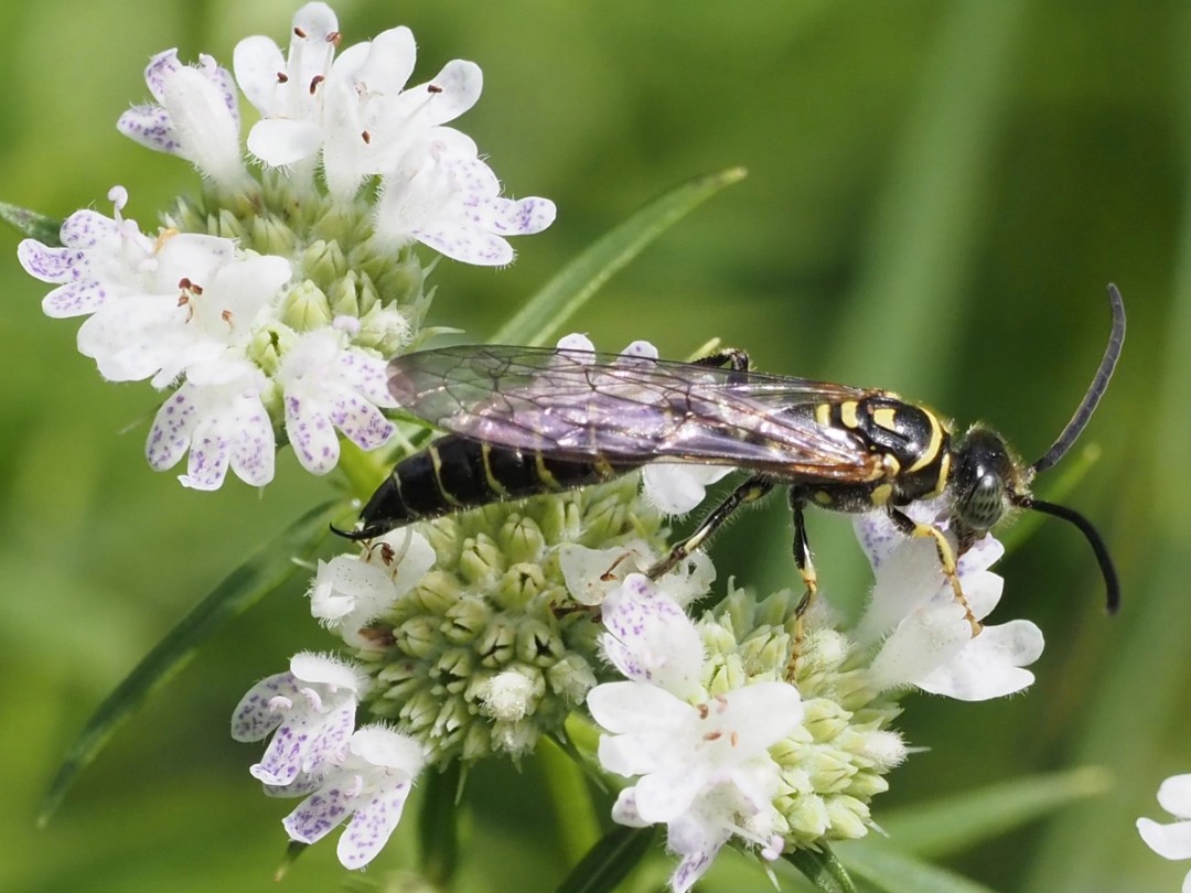 Five Banded Thinned Wasp