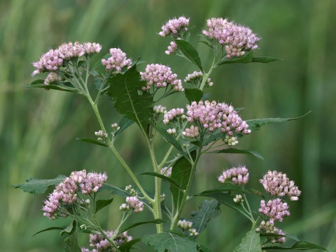Flowers and stem