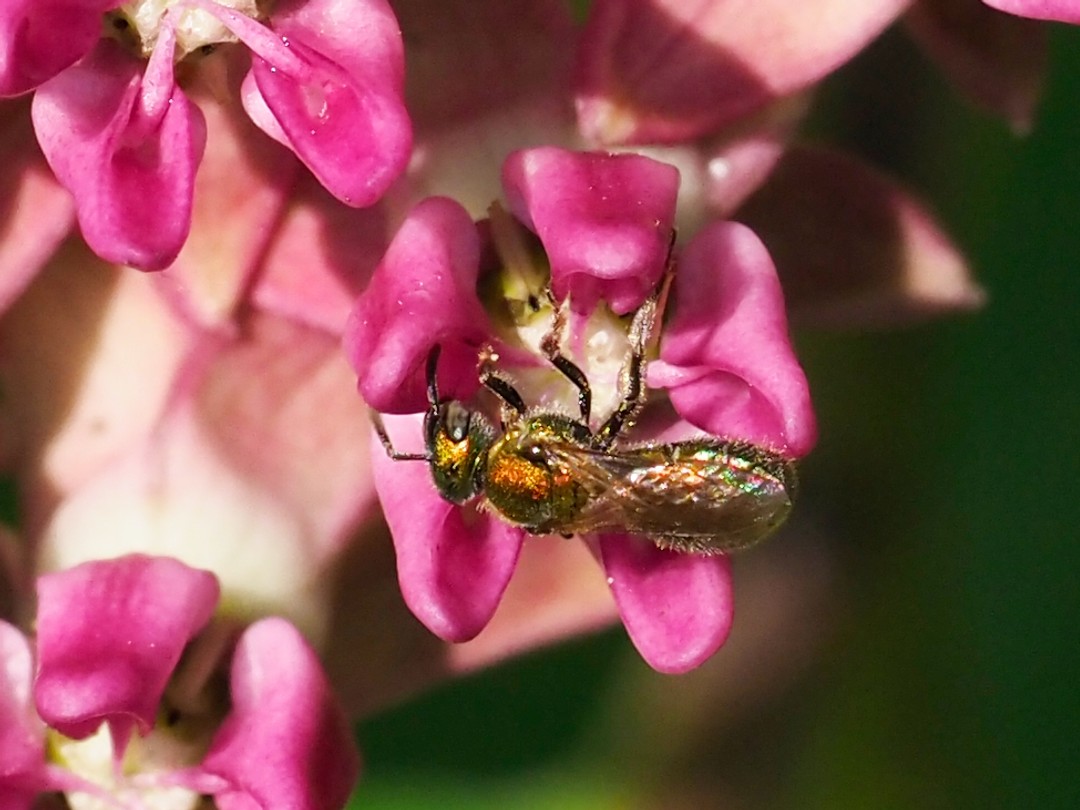Metallic green sweat bee