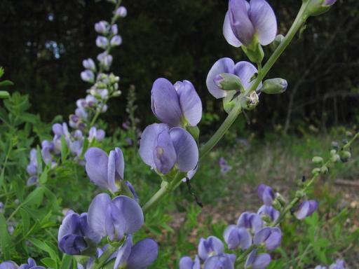 Soft lavender flowers