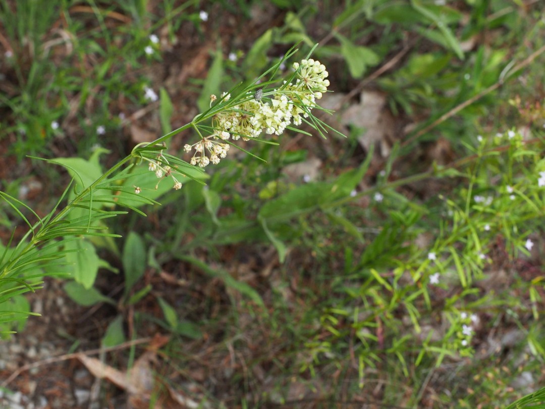 with Houstonia longifolia