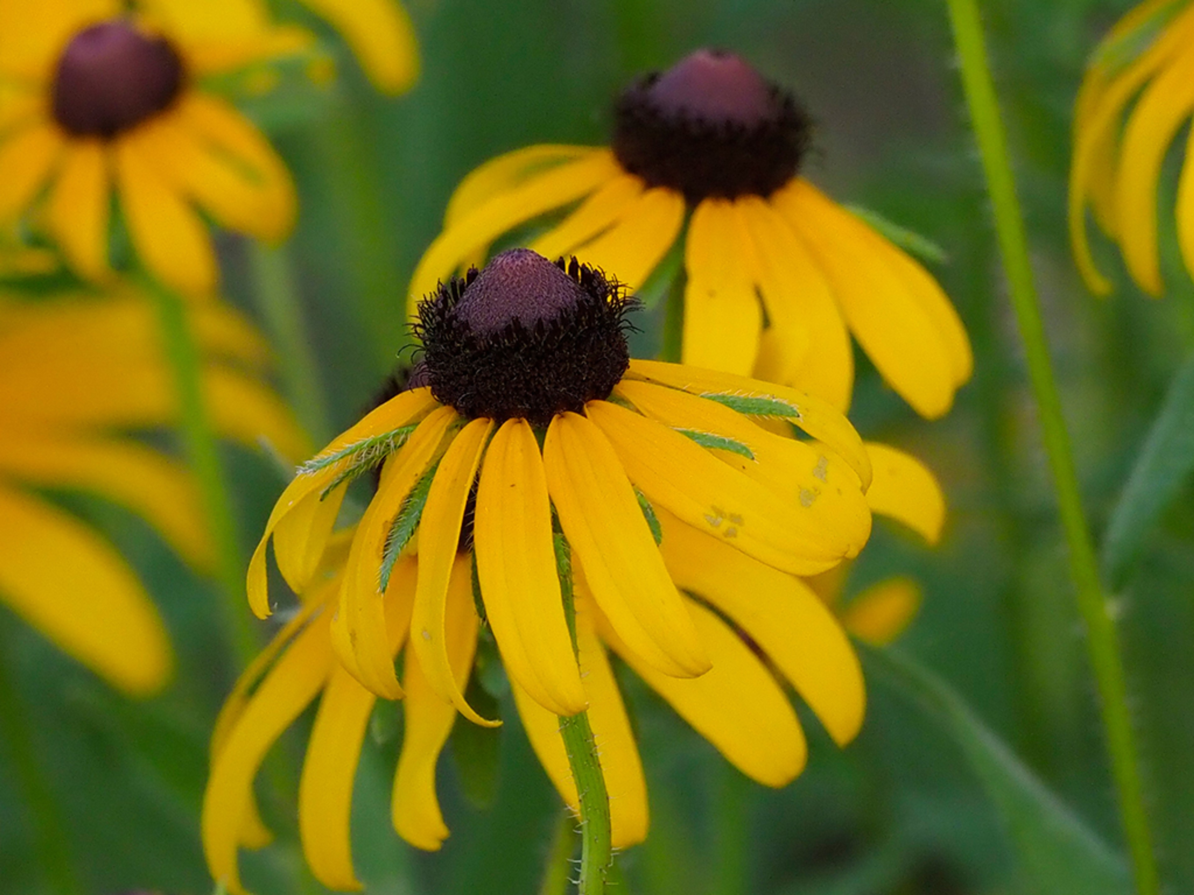 Rudbeckia hirta
