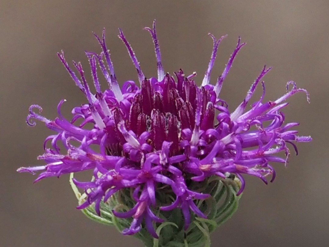 Style with 2 branches