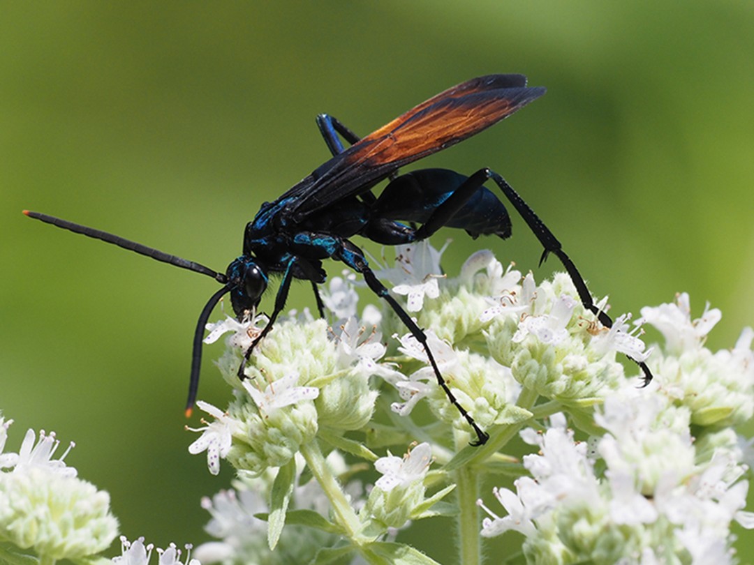 Tarantula hawk wasp