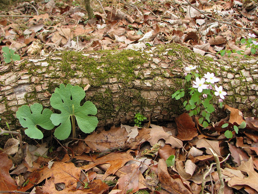 Bloodroot in woodland with Rue anenome