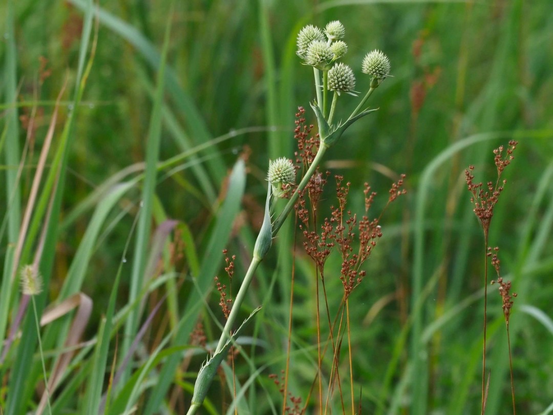 Juncus marginatus
