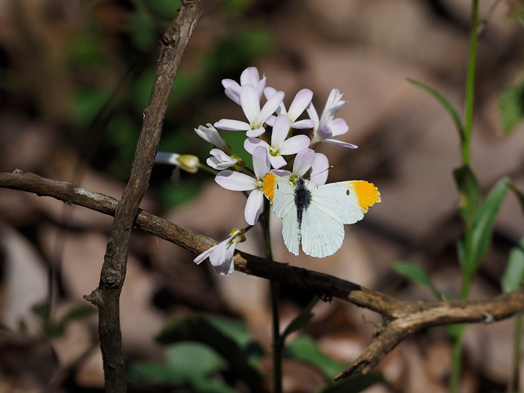 Falcate orange butterfly