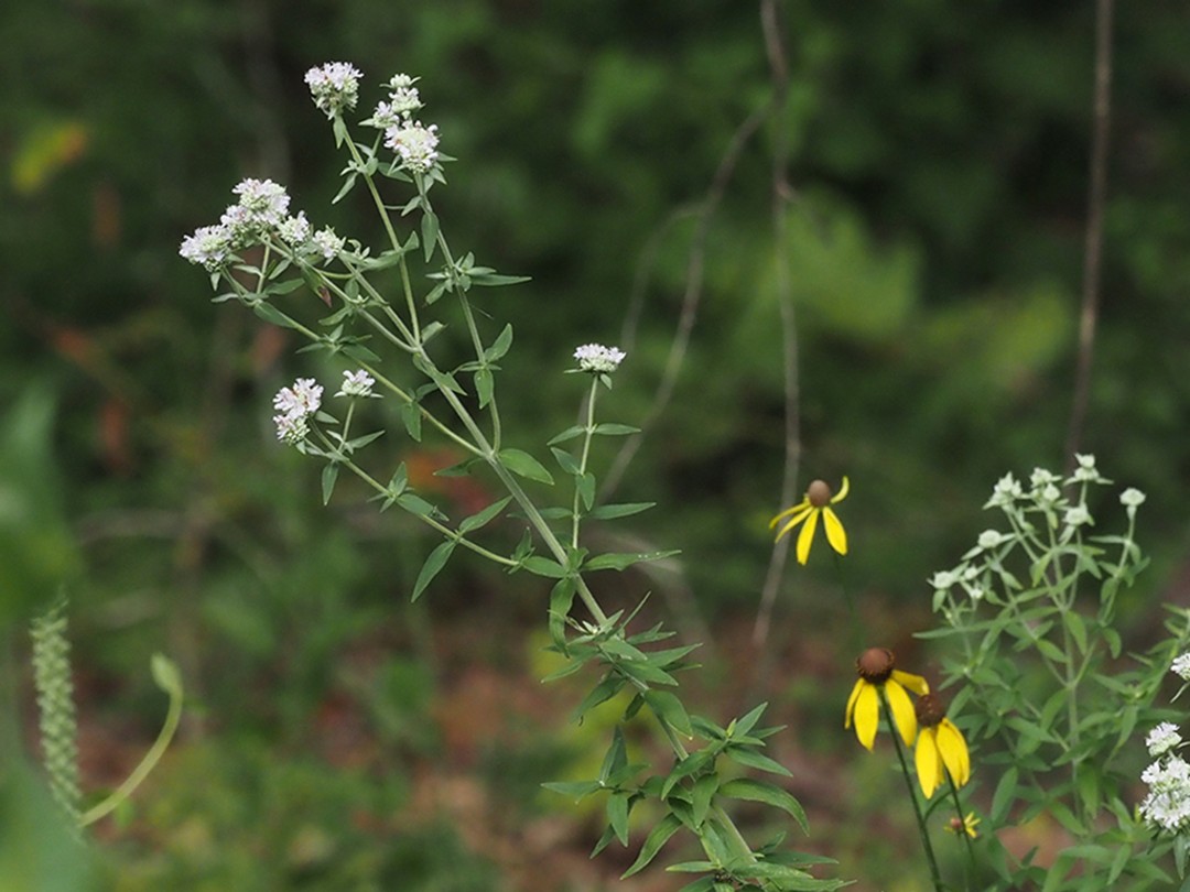With Gray-headed coneflower