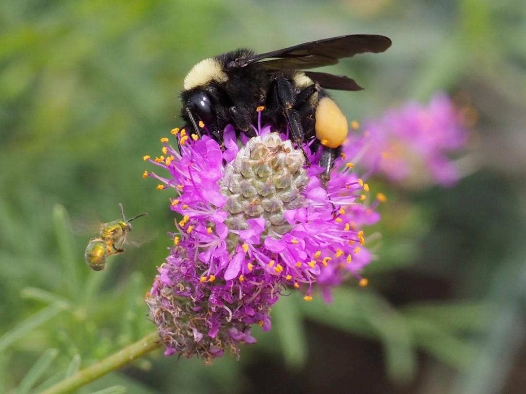 American bumble bee