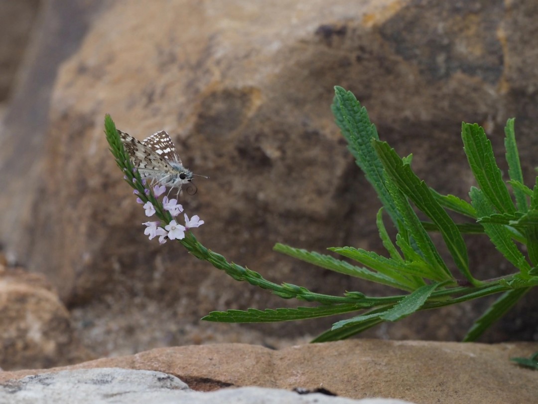 Common Checkered Skipper