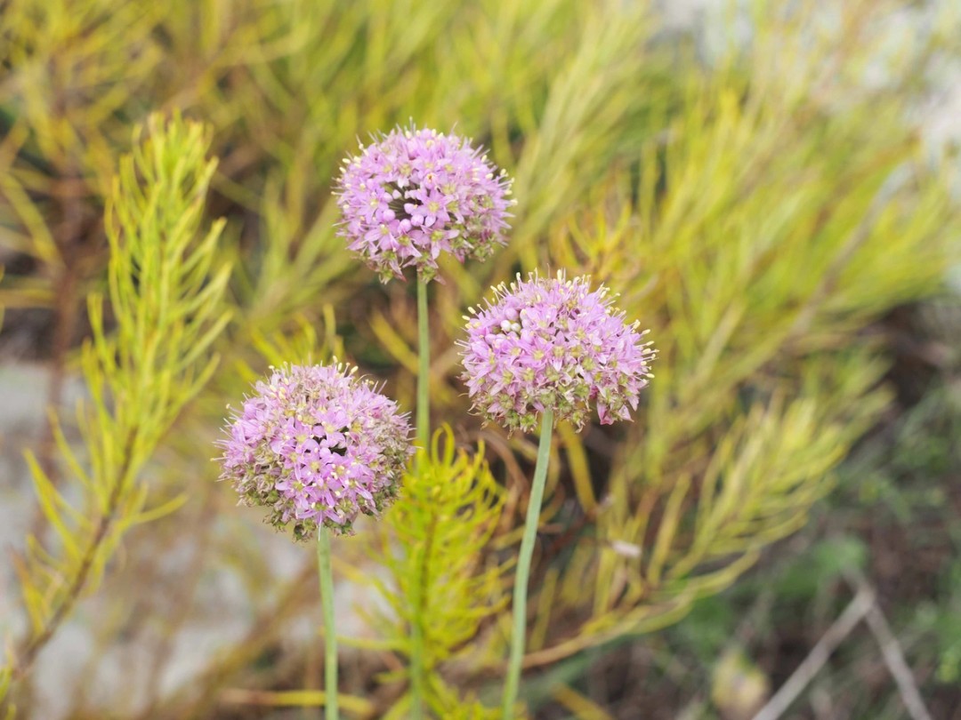 with Amsonia ciliata