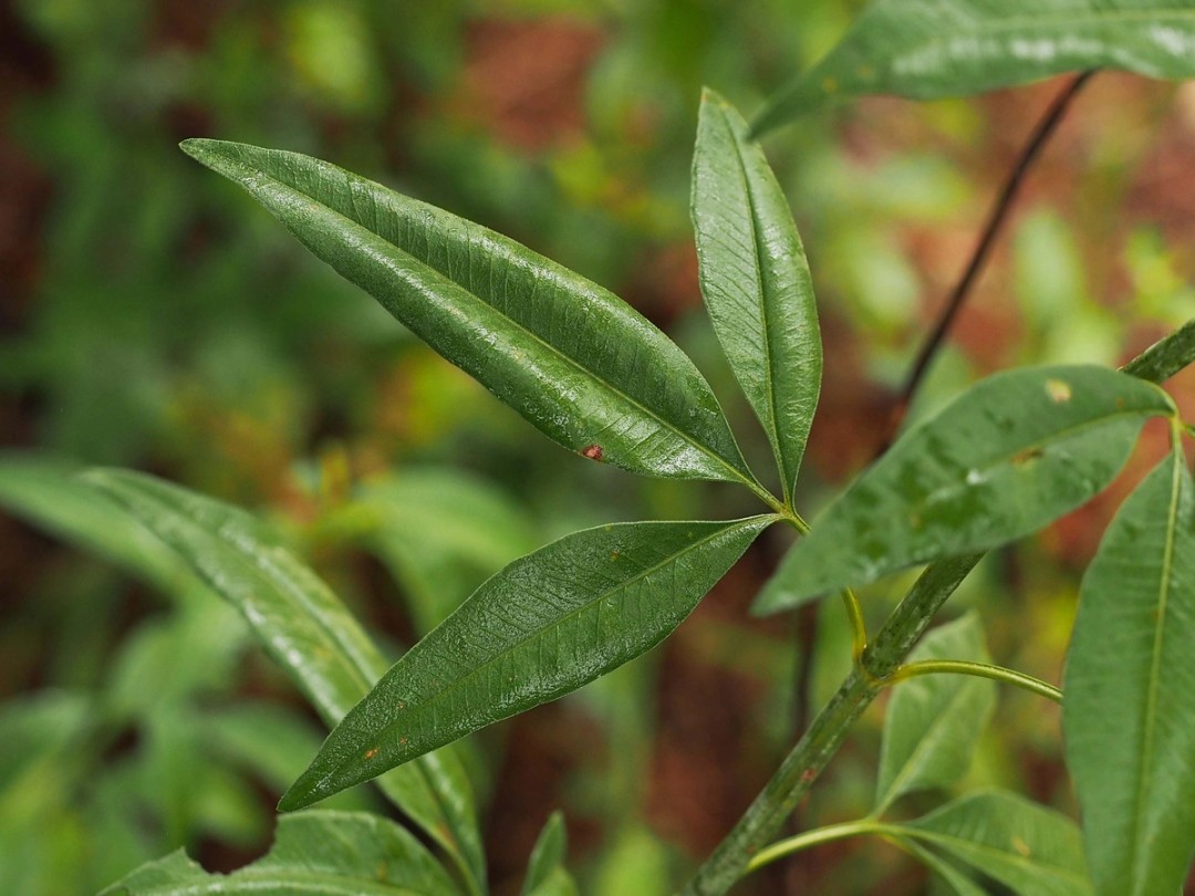 Trifoliate leaves