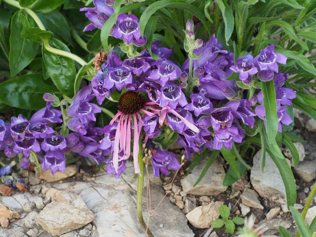 With Echinacea simulata