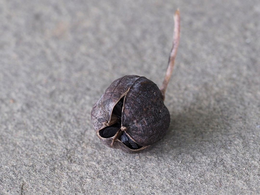 Harvested fruit beginning to open 