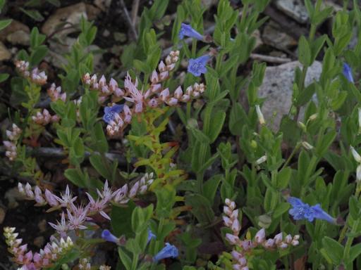 Blue flowers of Small skullcap with Widow's cross