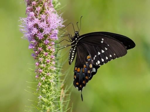 Spicebush Swallowtail