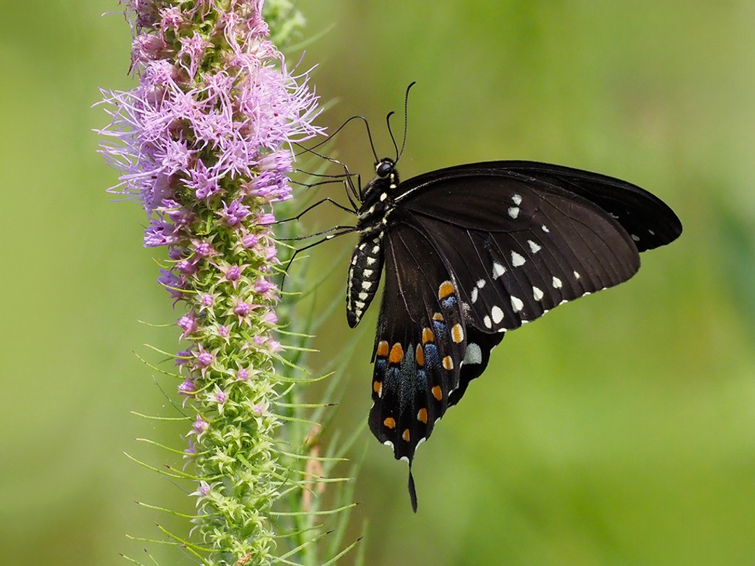 Spicebush Swallowtail