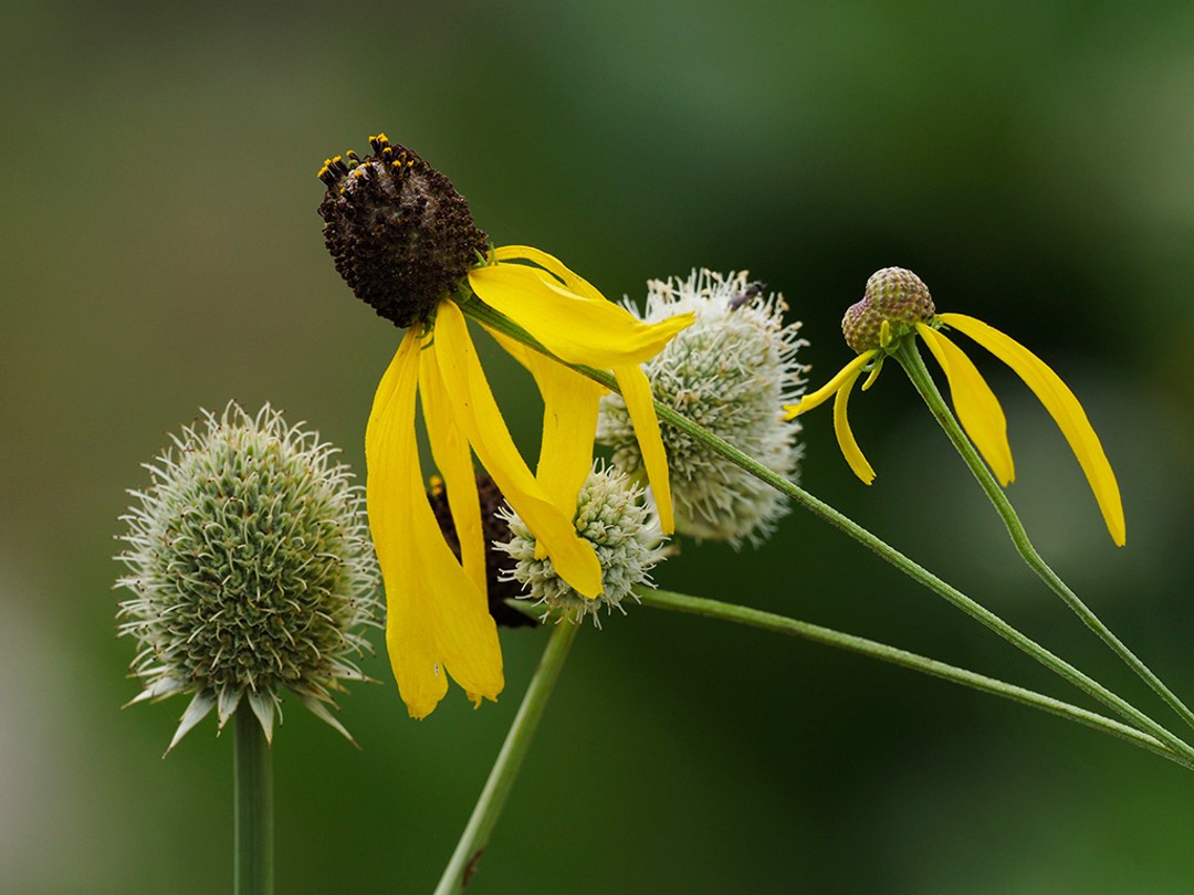 with Rattlesnake master