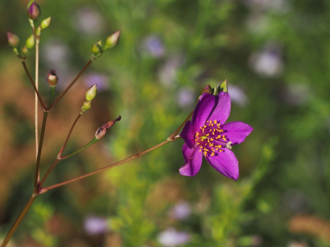 Flower with many buds