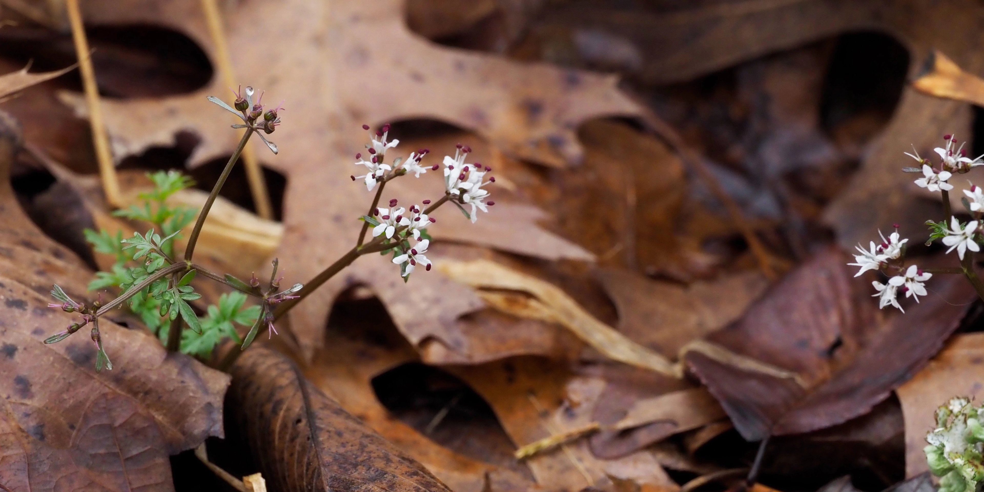 Erigenia bulbosa flowers
