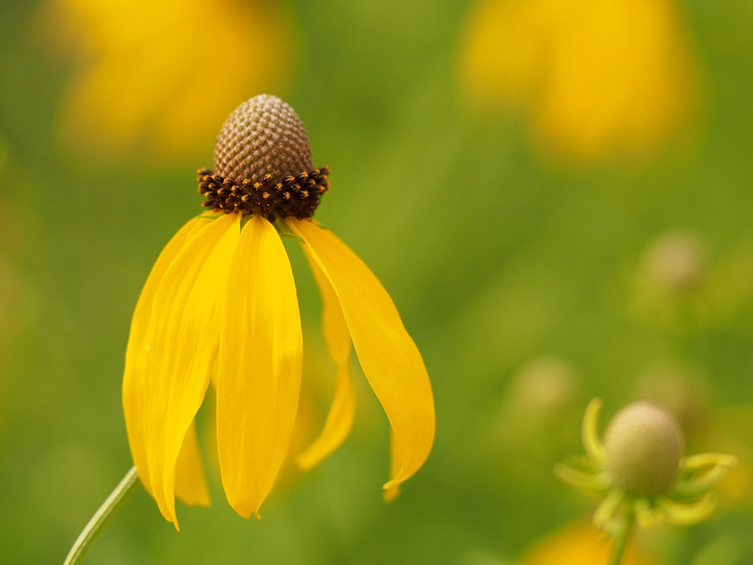 Yellow ray and brown disk flowers
